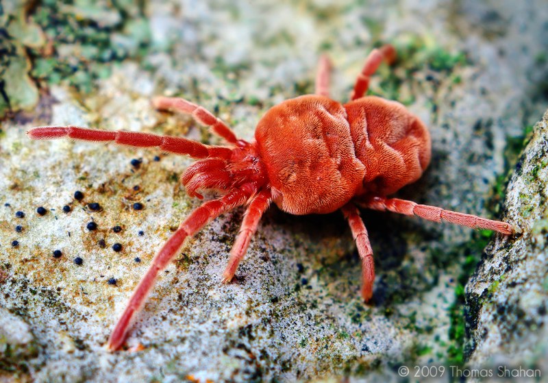 Отряд акариформные клещи (Acariformes)