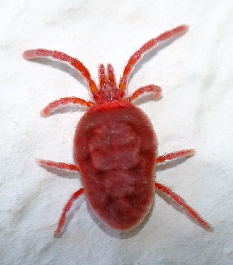 Отряд акариформные клещи (Acariformes)