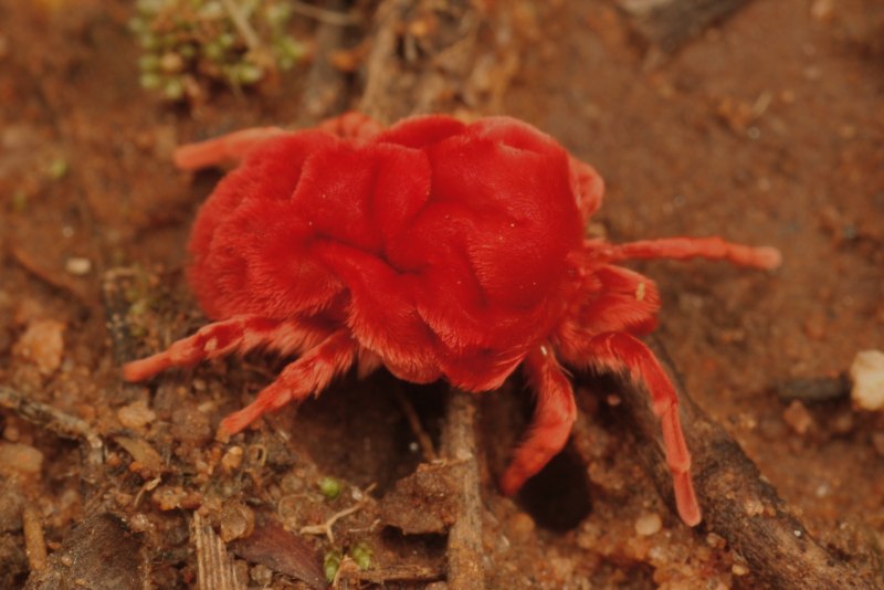 Red Mite