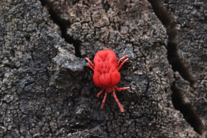 Trombidium grandissimum купить