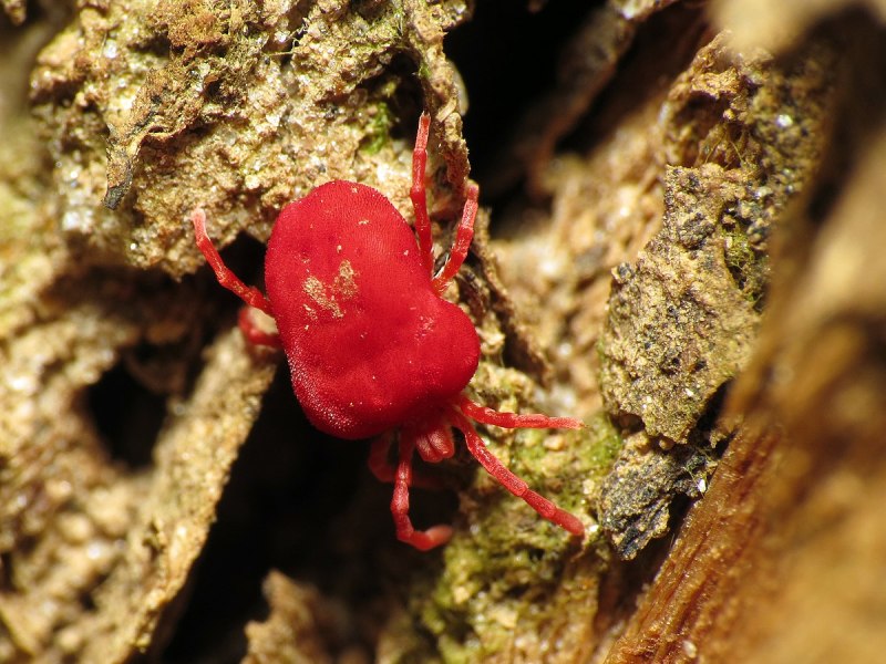 Клещи – краснотелки (Trombidium)