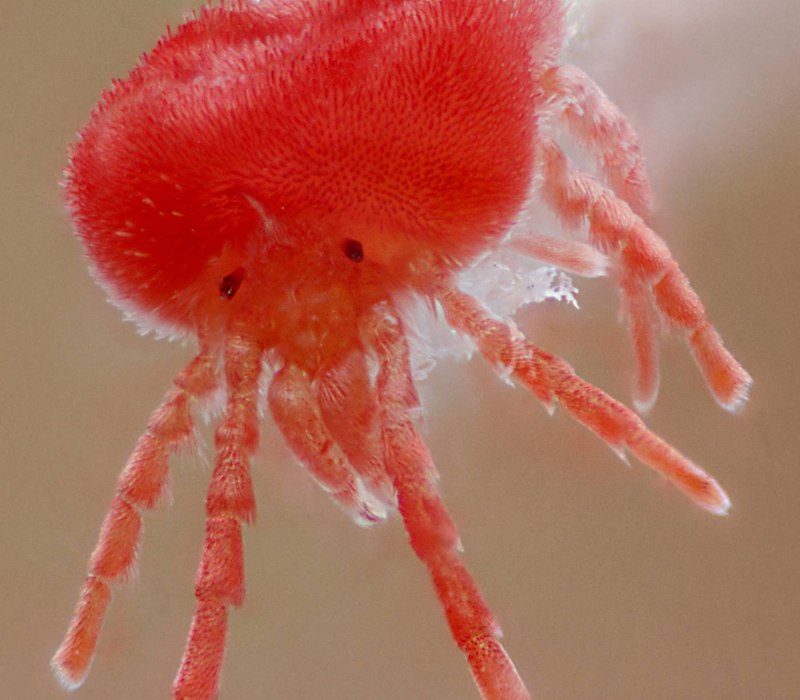 Клещи-краснотелки Trombidiidae