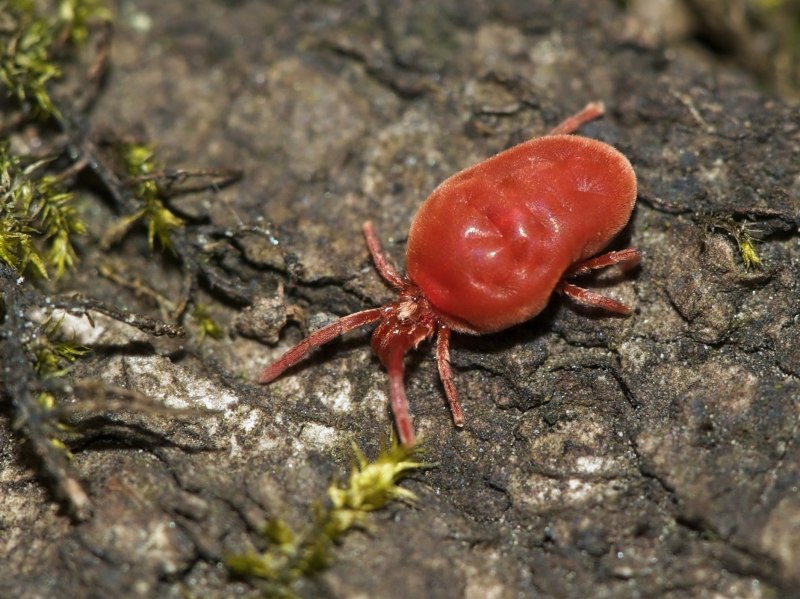 Клещи – краснотелки (Trombidium)