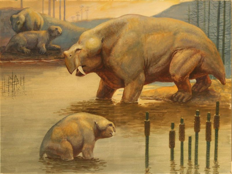 Elephantosaurus jachimovitschi