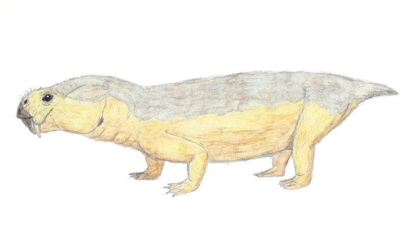 Diictodon feliceps