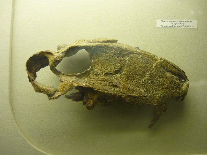 Eotitanosuchus olsoni