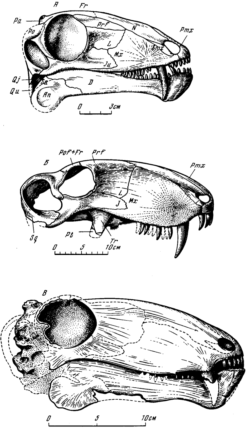 Eotitanosuchus olsoni