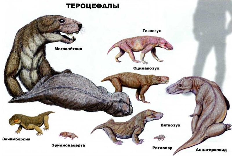 Цинодонты в Триасовый период