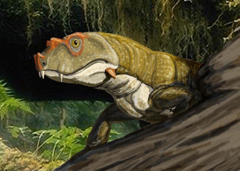 Tetraceratops insignis