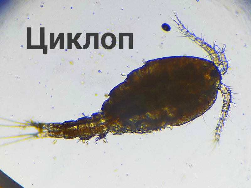 Циклоп в микроскопе