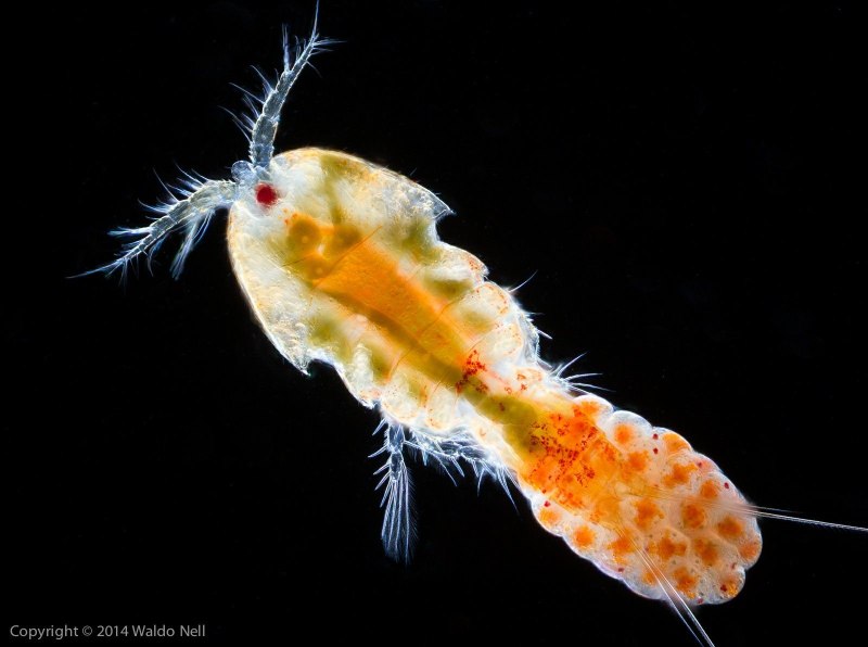 Веслоногие ракообразные (Copepoda)