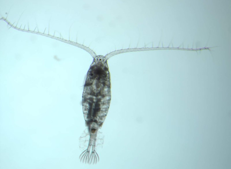 Диаптомус (Diaptomus)