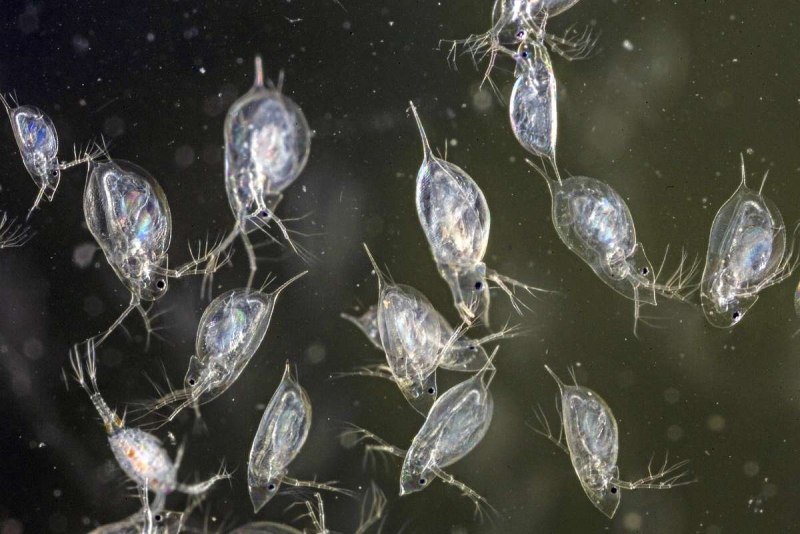 Дафния кукулята Daphnia cucullata