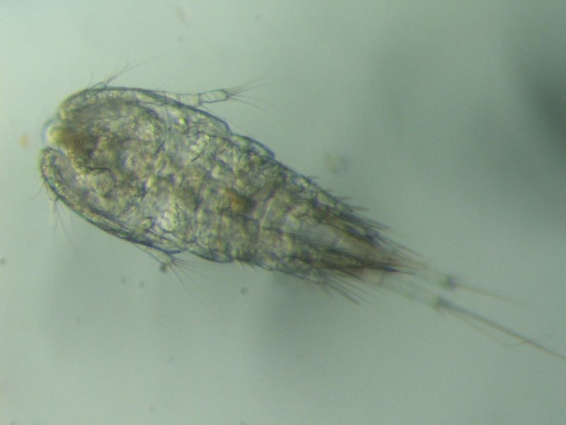 Acanthocyclops vernalis