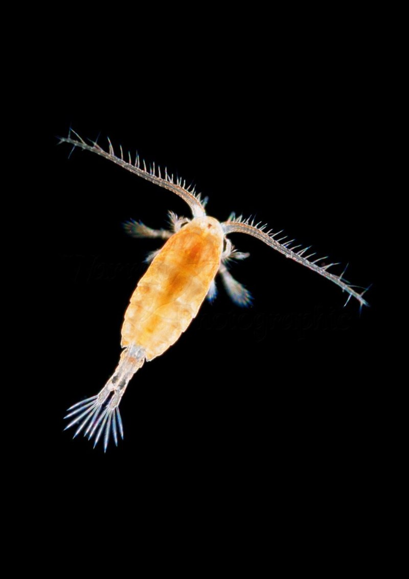 Диаптомус (Diaptomus)