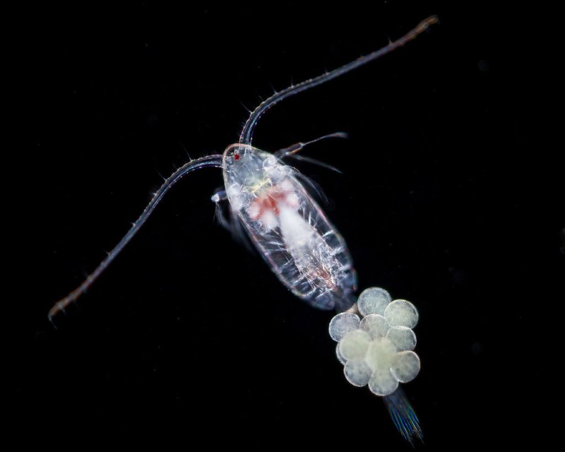 Отряд Copepoda – веслоногие