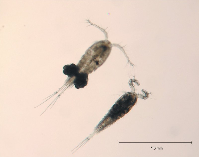 Науплиус Copepoda