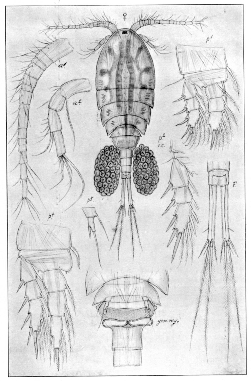 Cyclops abyssorum