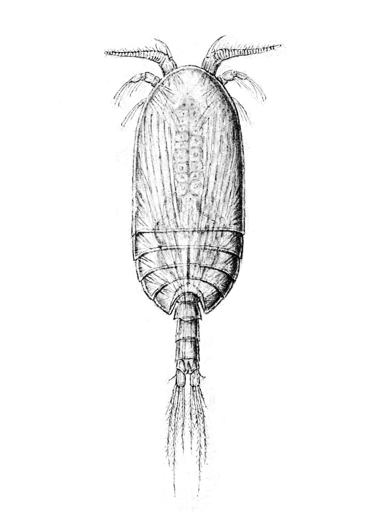 Веслоногие ракообразные (Copepoda)