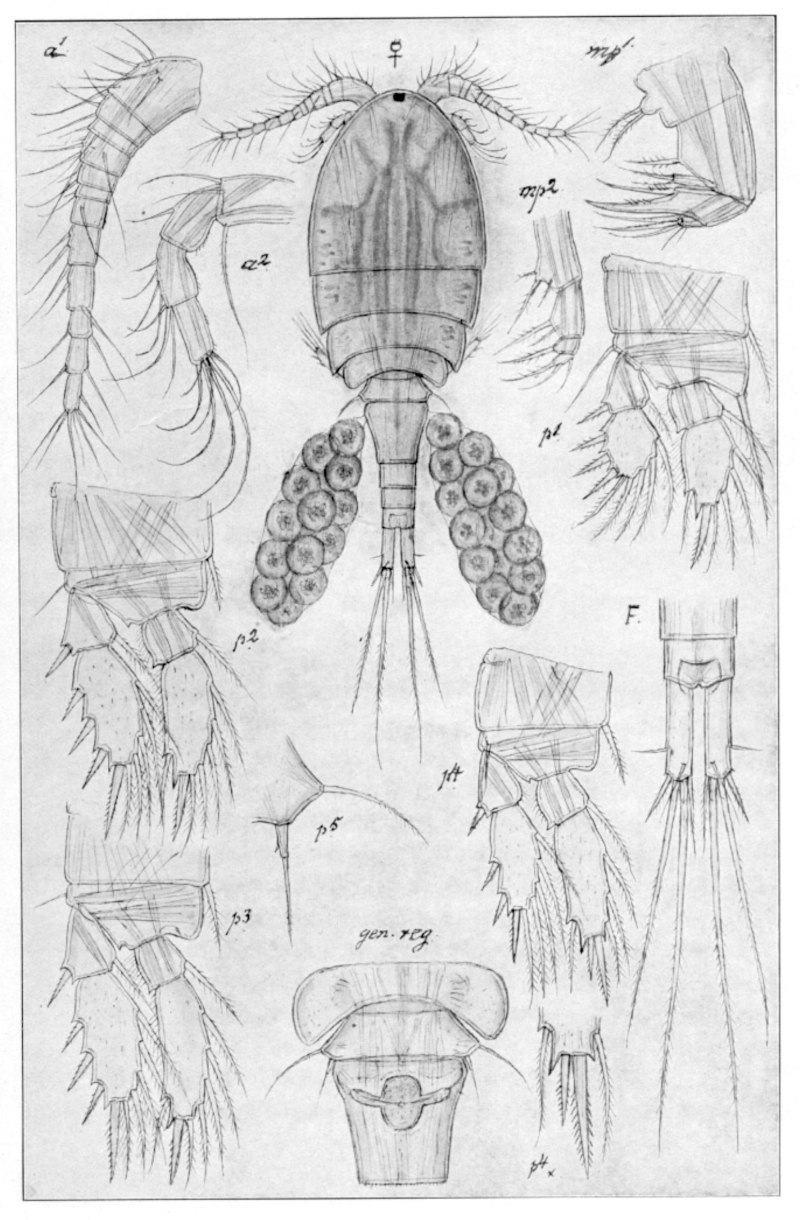 Веслоногий рачок mesocyclops leuckarti