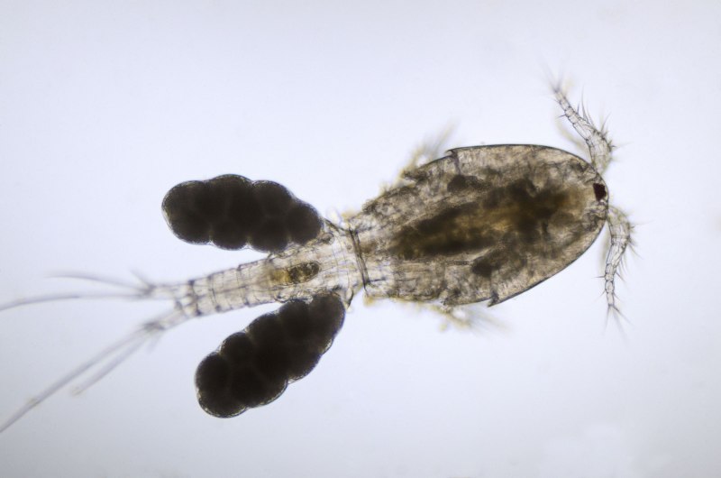Веслоногий рачок mesocyclops leuckarti