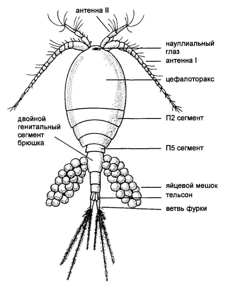 Рачок Циклоп строение