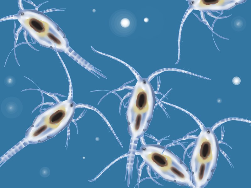 Веслоногие ракообразные (Copepoda)