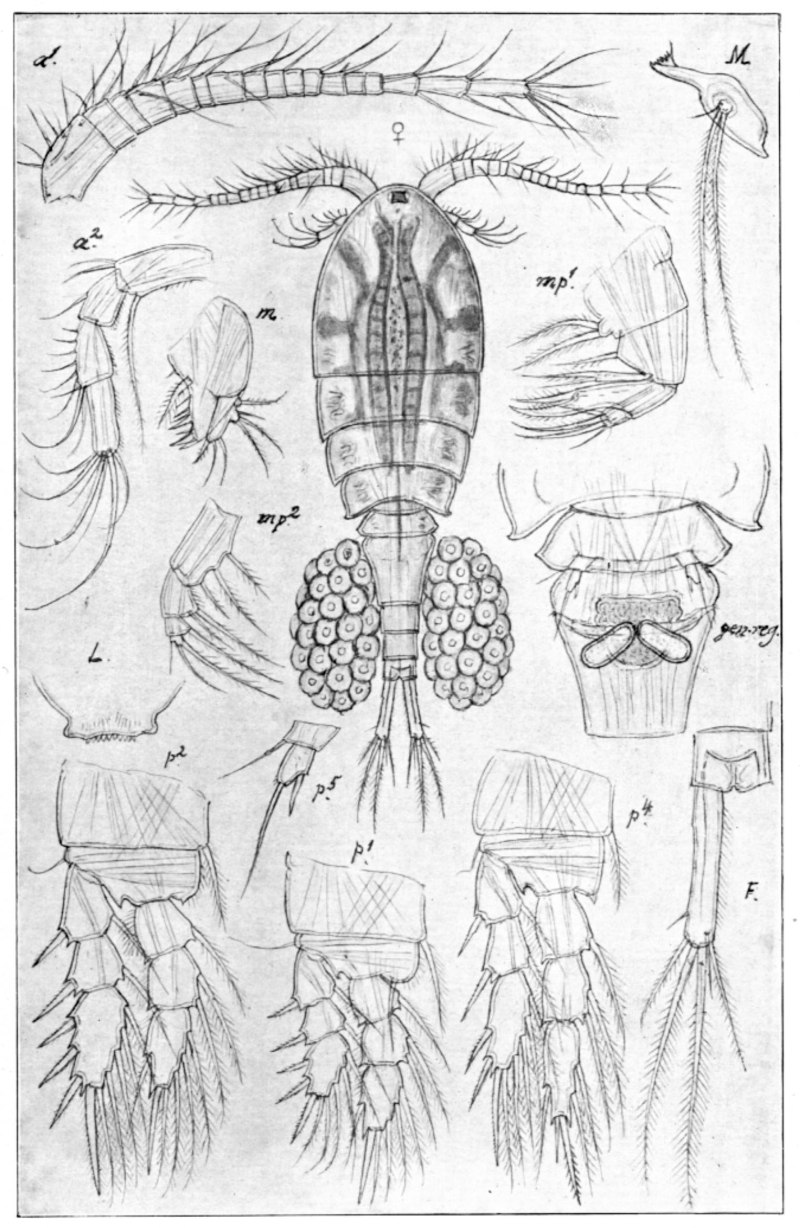 Циклоп (Cyclops strenuus)