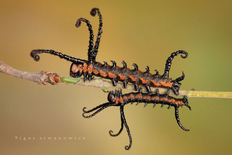 Brahmaea Certhia гусеница
