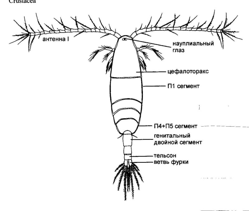 Планктон строение