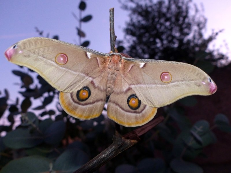 Ludia orinoptena