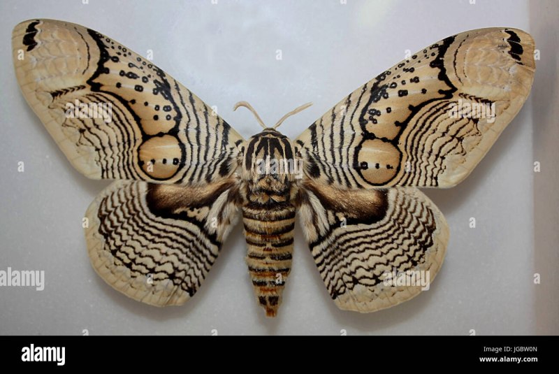 Brahmaea Certhia