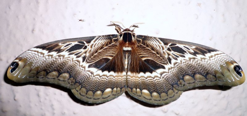 Dactyloceras Lucina