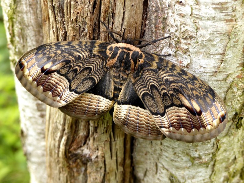 Brahmaea Certhia