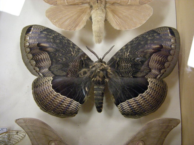 Brahmaea lunulata