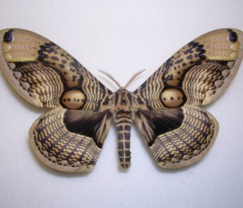 Brahmaea wallichii