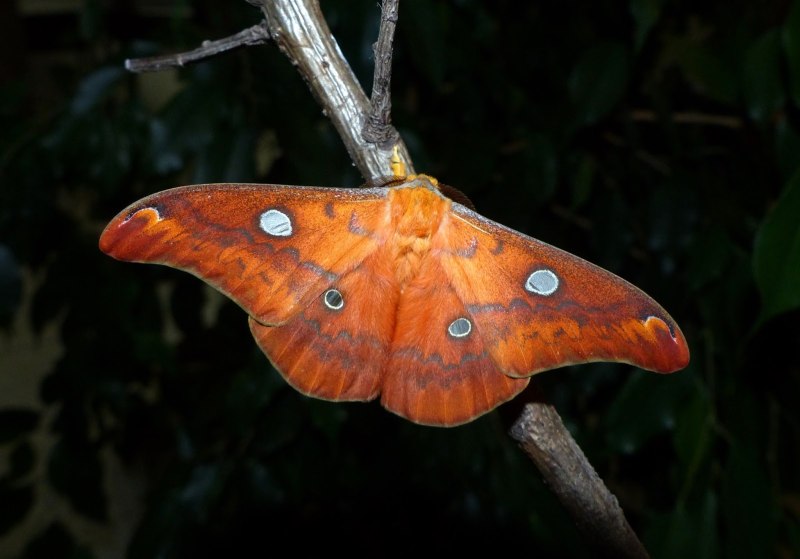 Rhodinia fugax