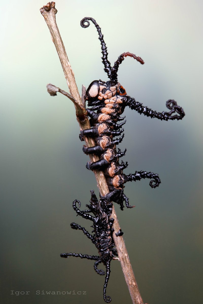 Brahmaea Certhia гусеница
