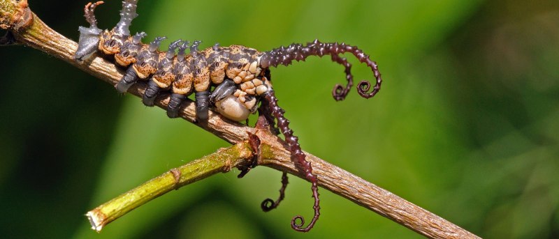 Brahmaea Certhia гусеница