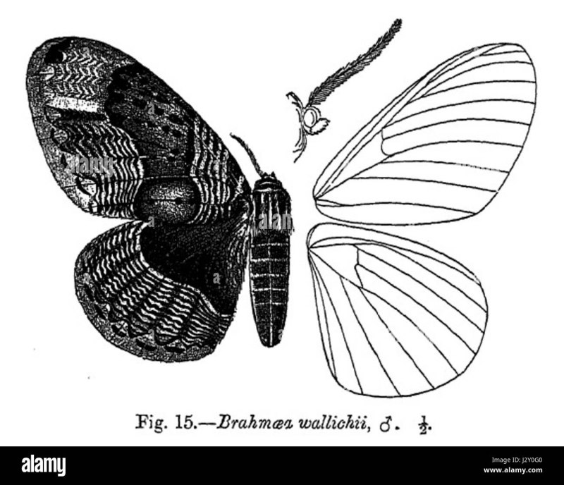 Salma brachyscopalis Hampson