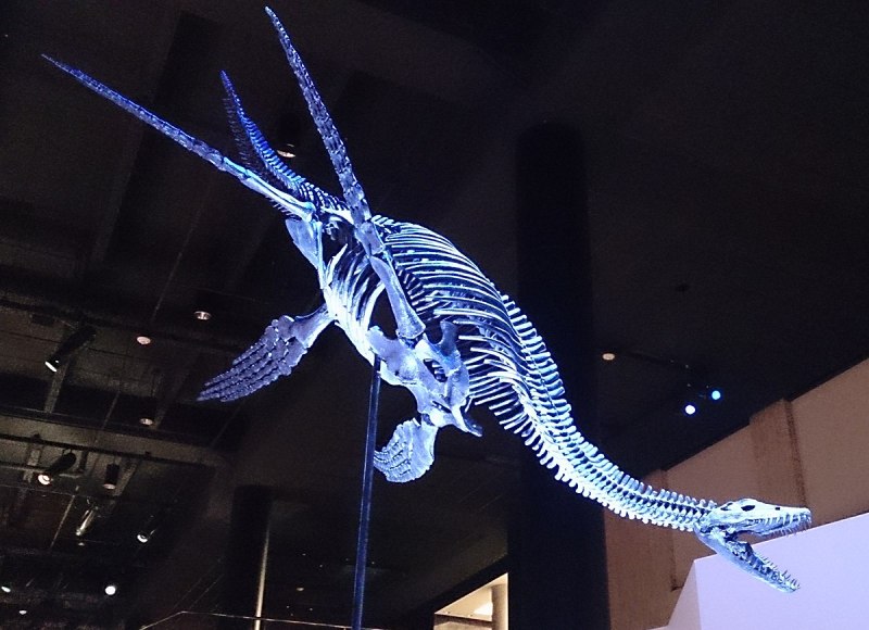 Pliosaurus rossicus