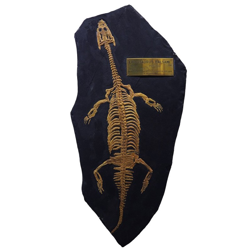 Lariosaurus Balsami перевод