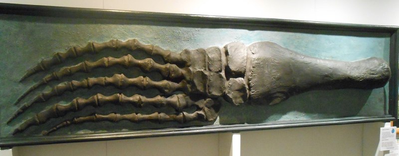 Pliosaurus brachydeirus