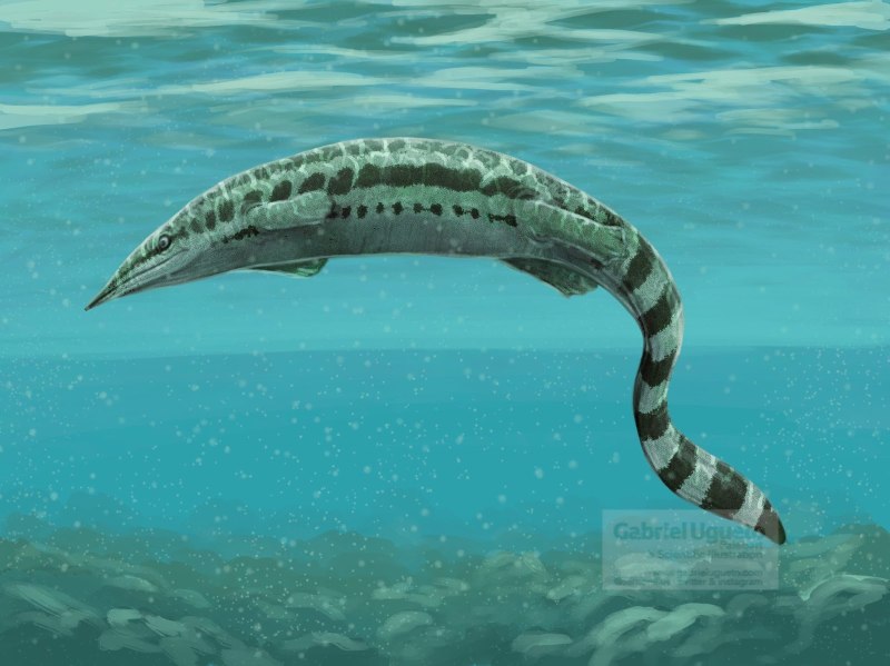 Thalattosaurus alexandrae