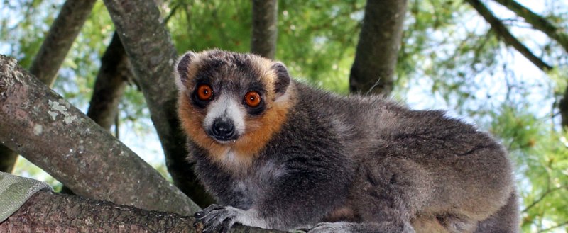 Mongoose Lemur