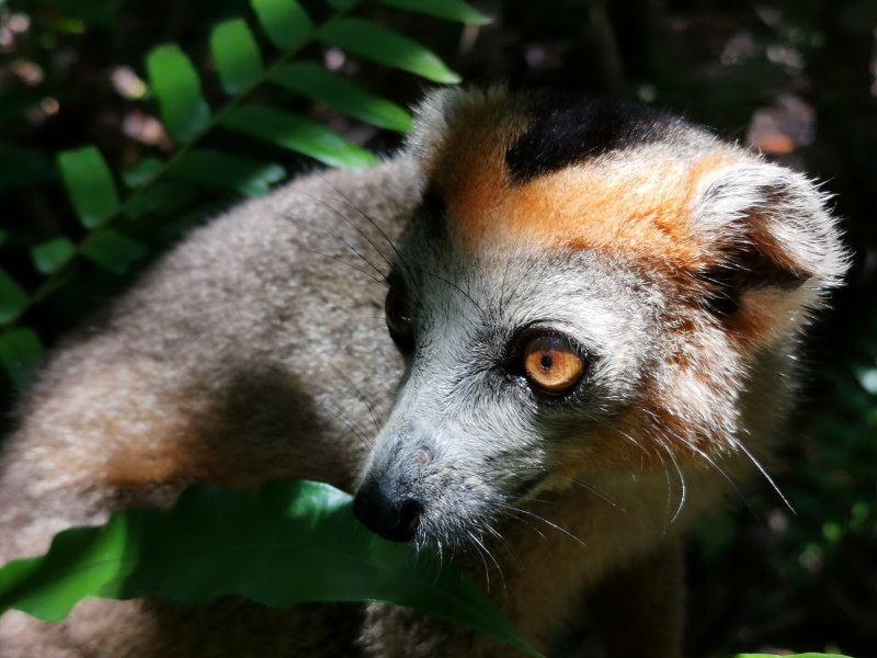 Obamus coronatus