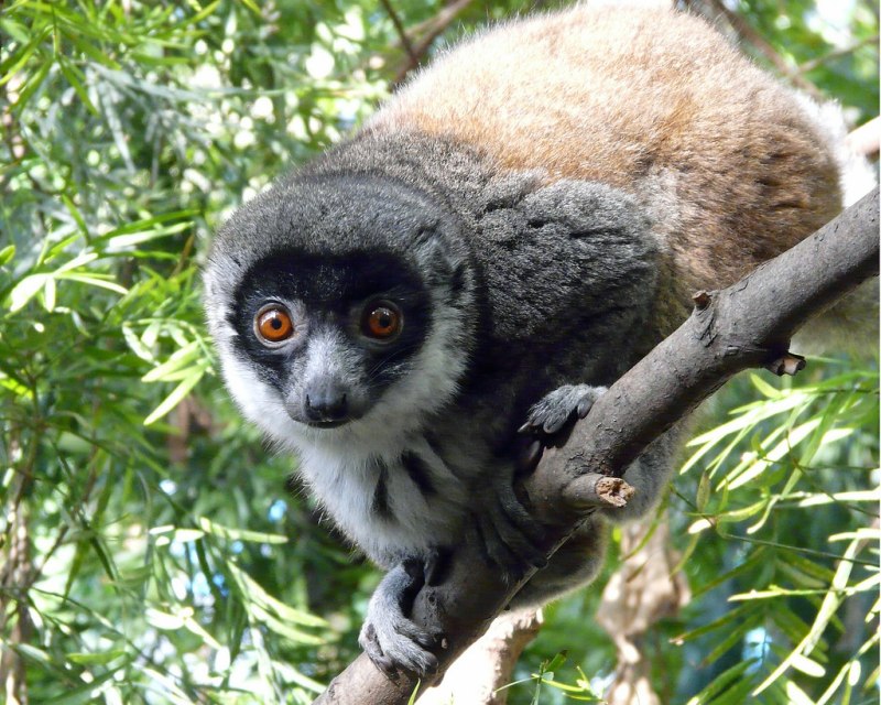 Eulemur mongoz