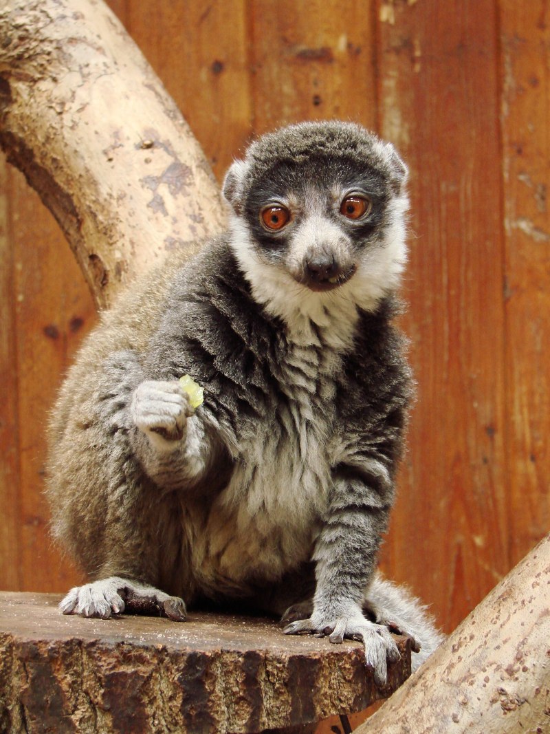Mongoose Lemur
