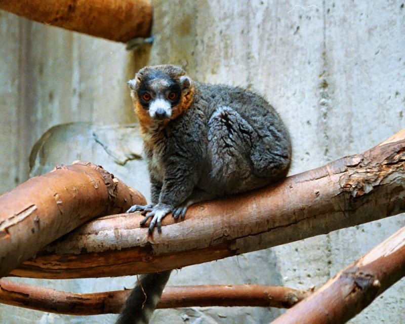 Mongoose Lemur