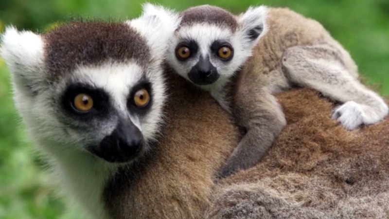 The State of the Madagascar Lemur population